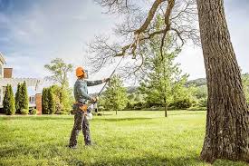 Best Tree Health Inspection  in Juno Beach, FL